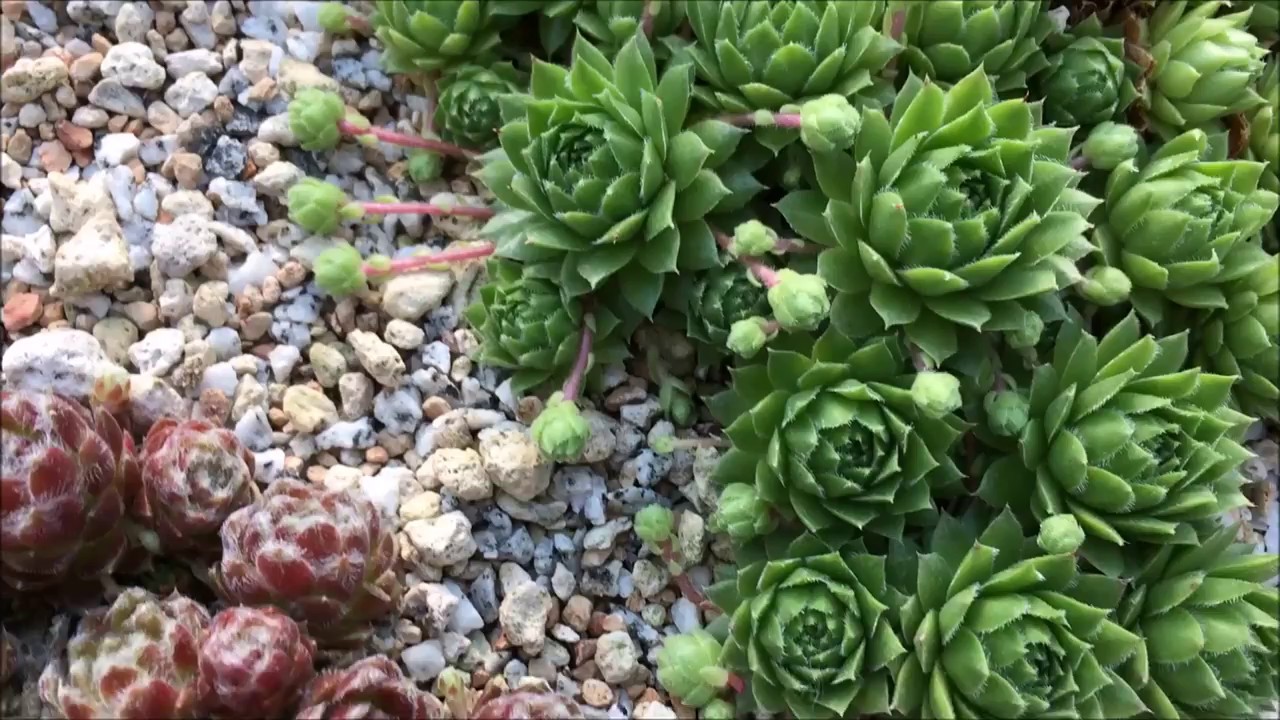 Молодило выращивание в открытом грунте. Альпийская живучка Sempervivum. Семпервивум молодило. Молодило (Sempervivum). Молодило Харди.